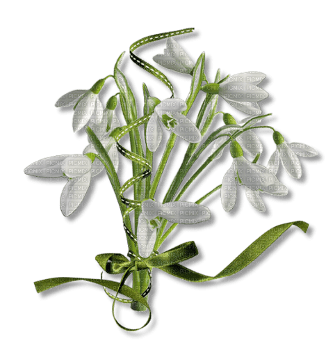 Snowdrop Bouquet - PNG gratuit