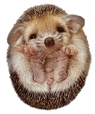 Hedgehog bp - zdarma png