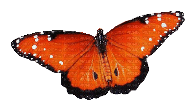 spring printemps frühling primavera весна wiosna tube deco garden jardin  butterfly papillon schmetterling insect - GIF animate gratis