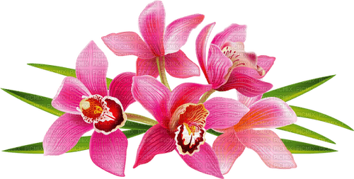 orchids Bb2 - png gratuito
