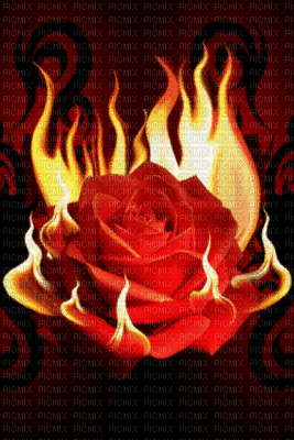rosa de fuego - GIF เคลื่อนไหวฟรี