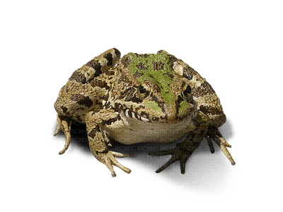 sammakko, frog - PNG gratuit