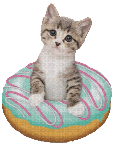 Katze, Cat, Donut - Gratis animeret GIF