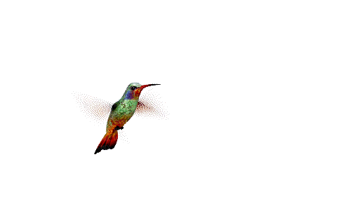 Pájaro Colibrí.....GiF - Nemokamas animacinis gif