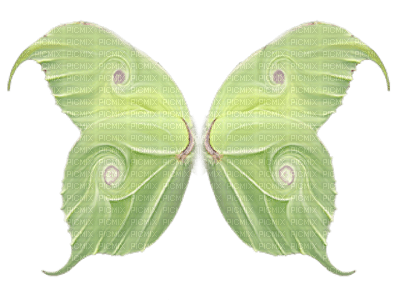 green butterfly - PNG gratuit