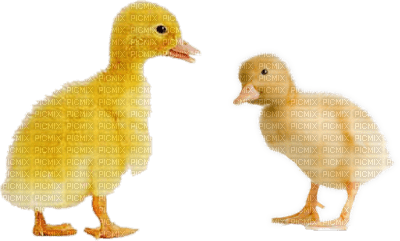 Kaz_Creations Deco Easter Chicks - PNG gratuit