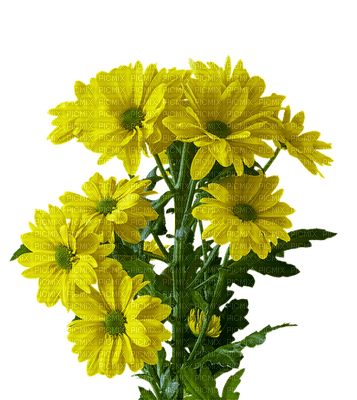 kukka fleur flower - PNG gratuit