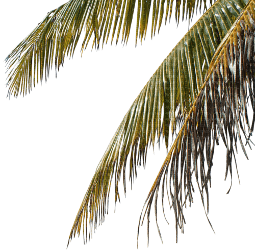 palme milla1959 - фрее пнг