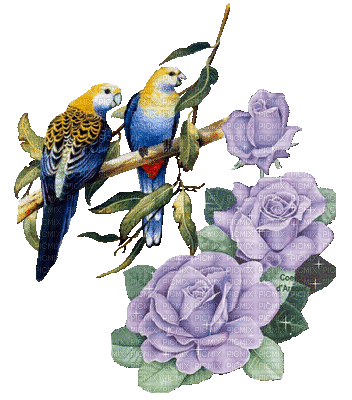 Birds.Flowers.parrots.perroquets.Victoriabea - Gratis animerad GIF