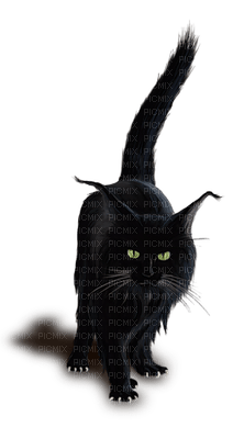 black cat - png gratuito