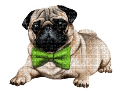 dogs dm19 - Free PNG