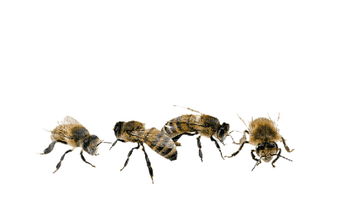 Bee Honey - Bogusia - Free PNG