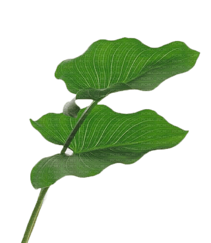 Lotus leaves - bezmaksas png