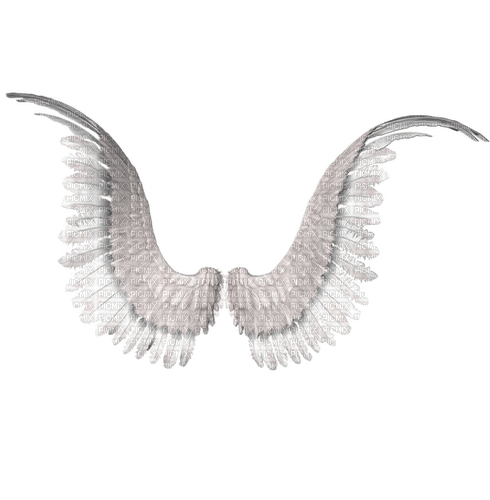 крыльягуля - png grátis