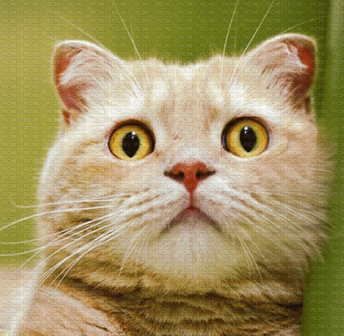 Gato gif - Besplatni animirani GIF
