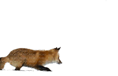 animals fox nancysaey - Ingyenes animált GIF