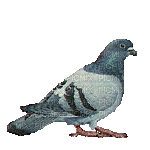 bird - Darmowy animowany GIF