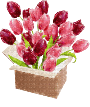 red pink tulips box - Бесплатный анимированный гифка