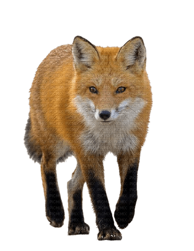 Fuchs, Fox - nemokama png
