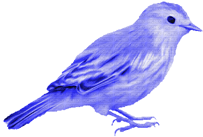 Kaz_Creations Deco Birds Bird Colours - GIF animé gratuit