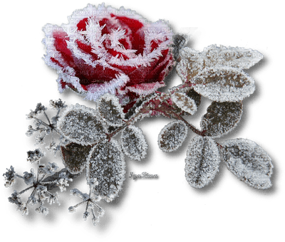 fleur de hiver givre rose winter