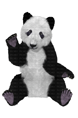 PANDA - GIF animado grátis