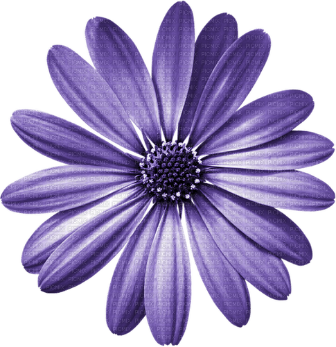 kikkapink purple flower deco daisy - безплатен png