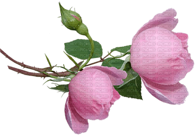 ruusu, rose, kukka, flower, fleur - безплатен png