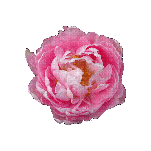 Pink Flower - Безплатен анимиран GIF