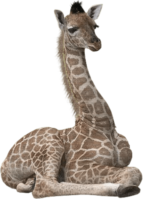 girafe - nemokama png