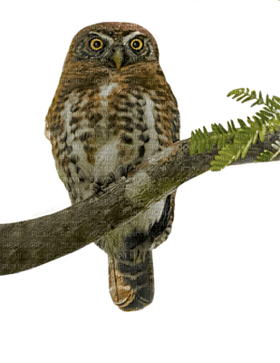 owl, lintu, bird - png gratis