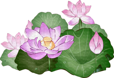 lotus flowers bp - kostenlos png