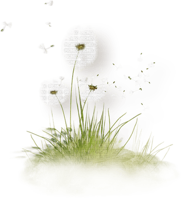 dandelion  Deco pissenlit fleur - фрее пнг