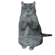 Nina cat - 無料のアニメーション GIF