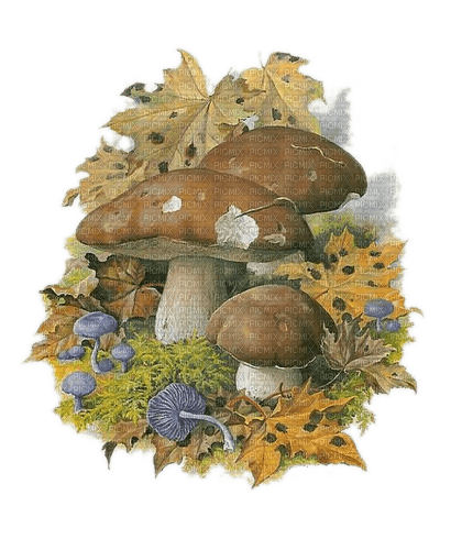 Herbst, Pilze, Fall - zdarma png