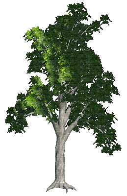 treeGS - Besplatni animirani GIF