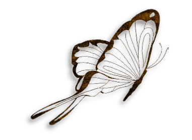 butterfly1 - PNG gratuit