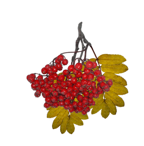 automne - darmowe png
