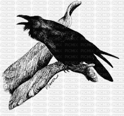 corbeau - GIF animasi gratis