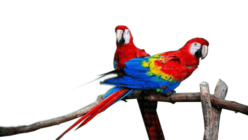 Rena Papageien Vögel - kostenlos png