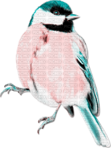 soave deco  bird spring  pink teal - PNG gratuit