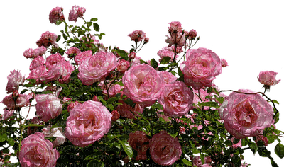 ruusu - png grátis