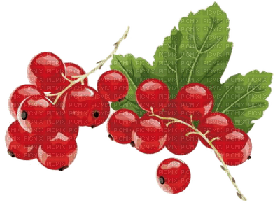 red currant by nataliplus - kostenlos png