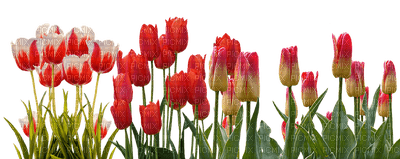 tulipany - 無料png
