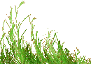 grass - Bezmaksas animēts GIF