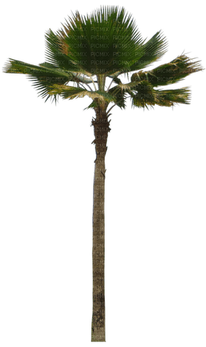 Palm tree.Palmier.Tropical.Victoriabea - 免费PNG