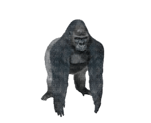 Gorilla - GIF animasi gratis