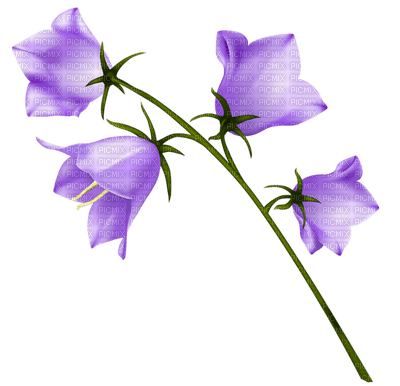 Kaz_Creations Flowers Flower Deco - 免费PNG
