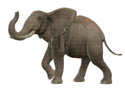 éléphant - PNG gratuit
