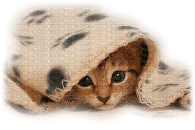 Kaz_Creations  Cat Kitten - bezmaksas png